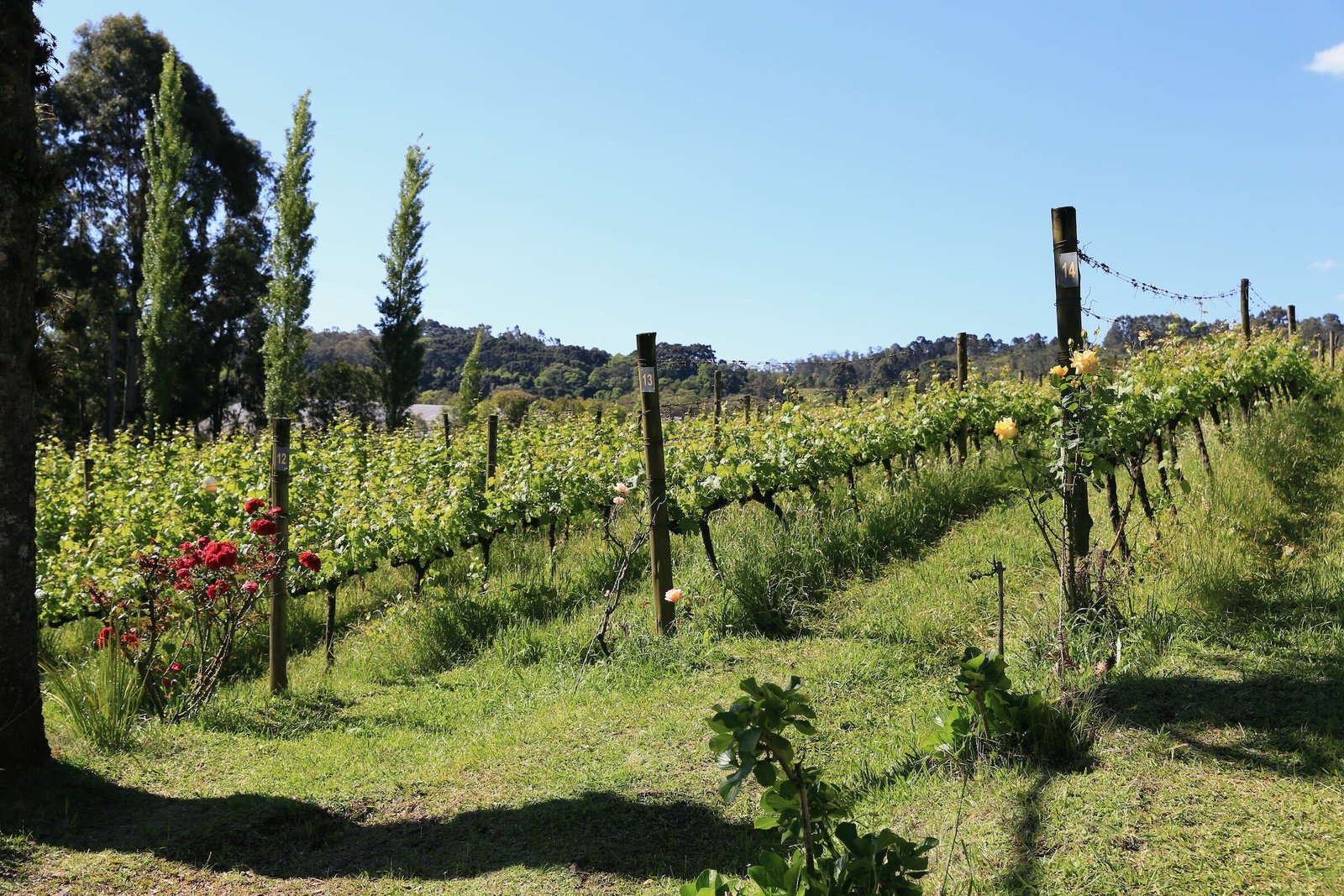 Parreirais da Vinícola Ravanello em Gramado