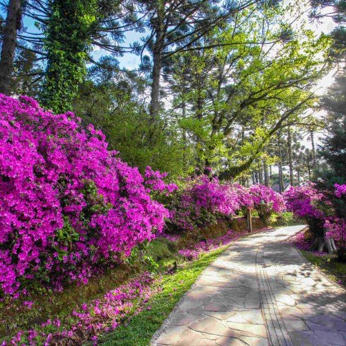 Caminho florido sob araucárias em Gramado