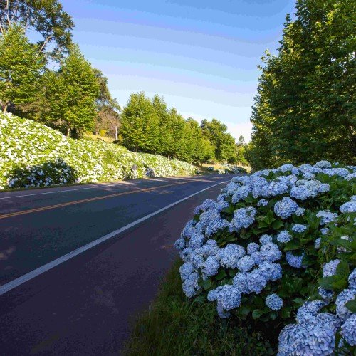 Avenida de Gramado ladeada por hortênsias