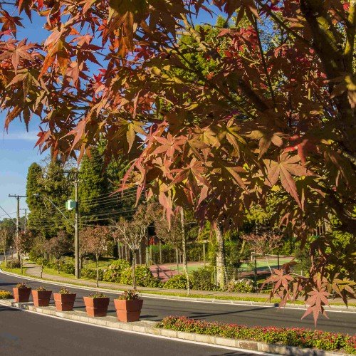 Folhagens em tons de outono nas ruas de Gramado