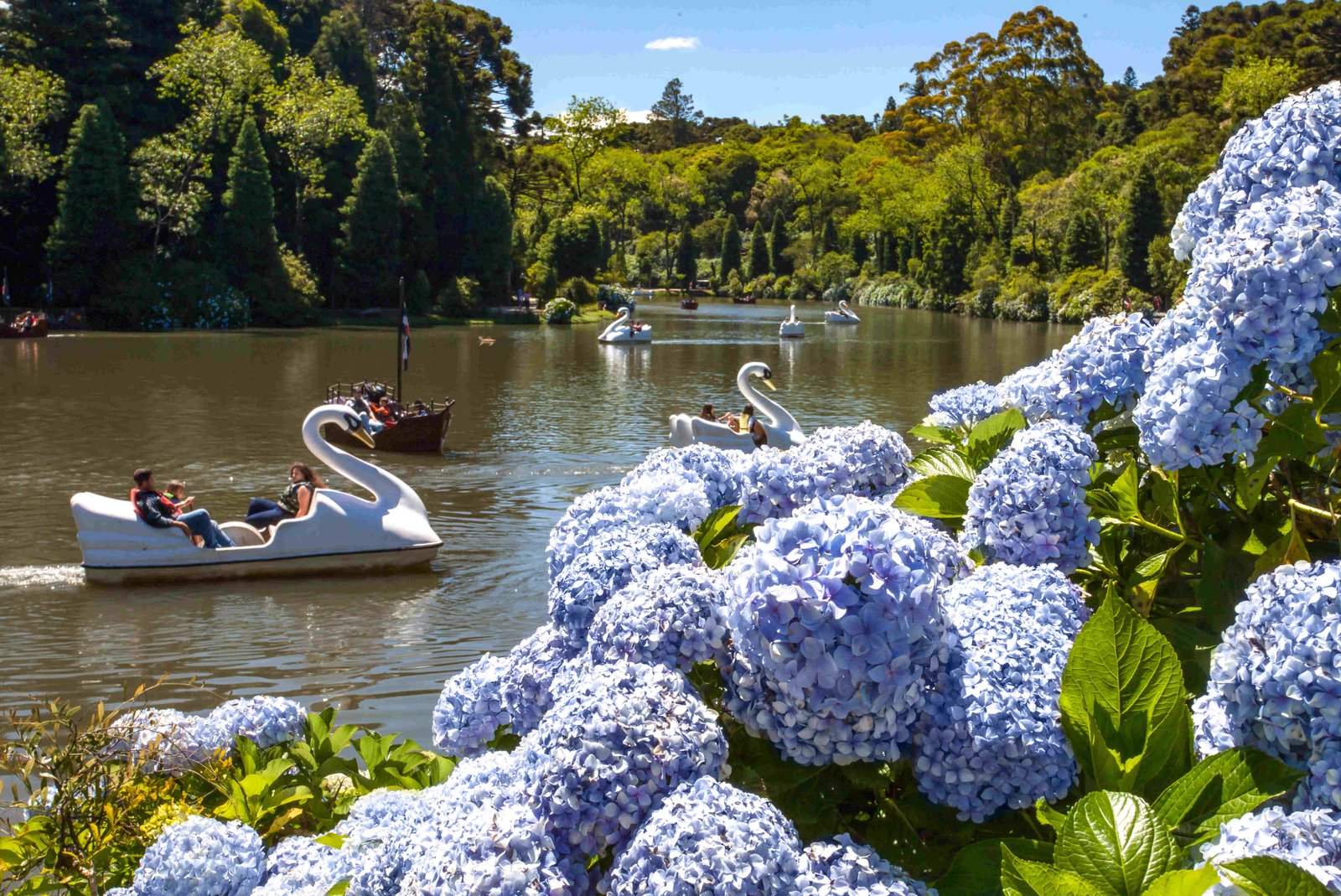Pedalinhos e hortênsias no Lago Negro